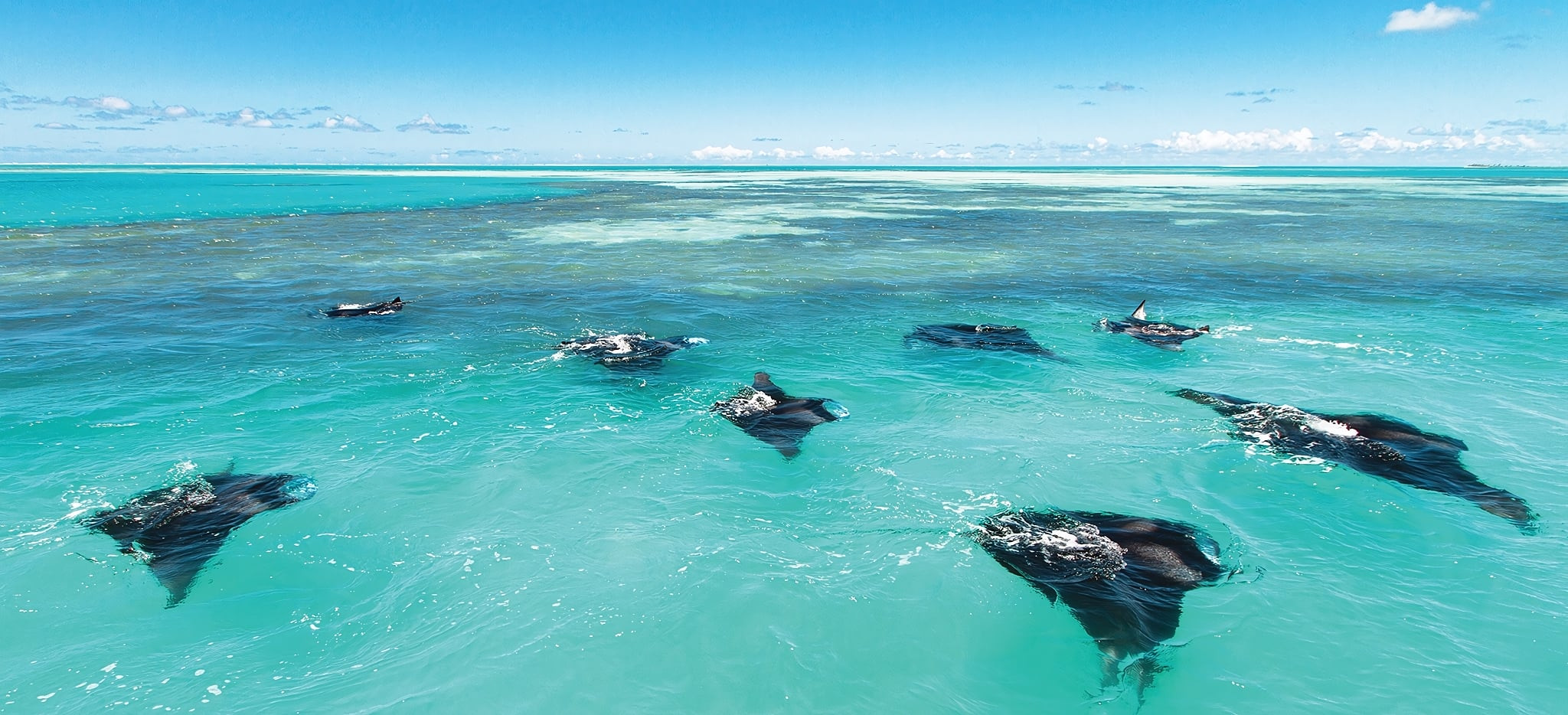 Mantarochen kongregieren nahe der Hotelinsel Alphonse Island Resort auf den Seychellen